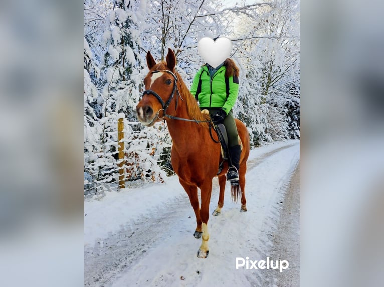 Caballo alemán Mestizo Yegua 15 años 151 cm Alazán in Mariapfarr