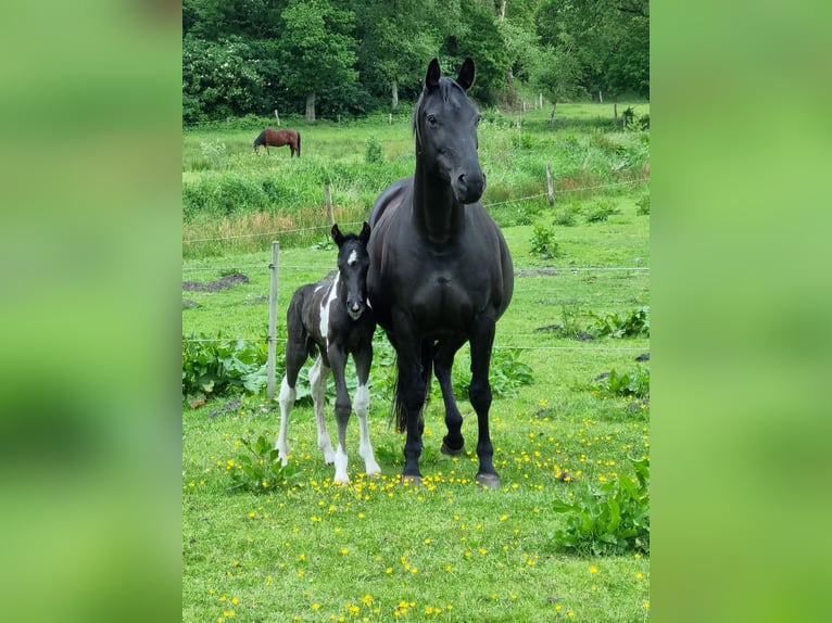 Caballo alemán Yegua 15 años 160 cm Negro in Friedeburg Caballo alemán Yegua 15 años 160 cm Negro in Friedeburg