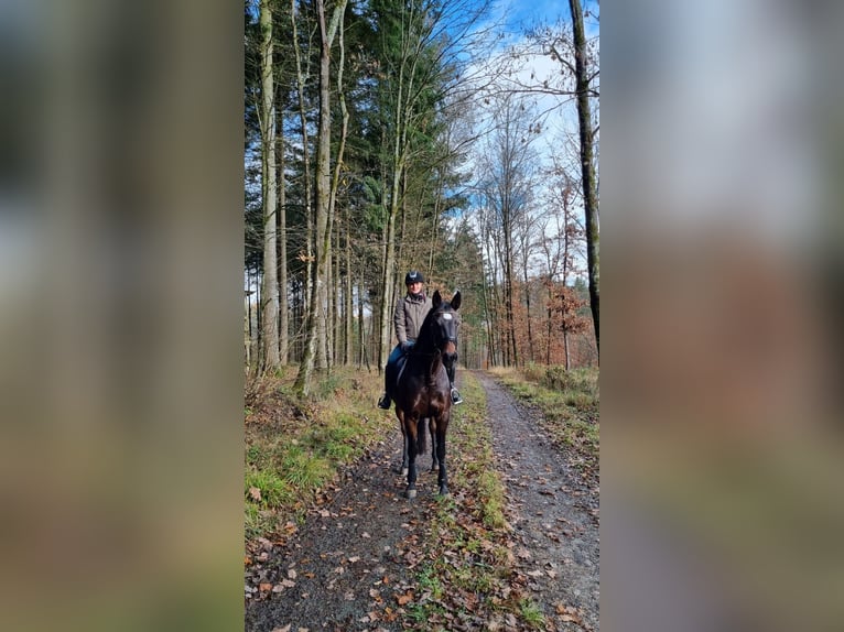 Caballo alemán Yegua 15 años 163 cm Castaño oscuro in Heuchelheim