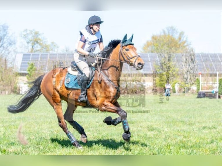 Caballo alemán Yegua 15 años 167 cm Castaño in Wesel