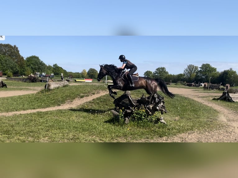 Caballo alemán Yegua 15 años 169 cm Castaño in Lübeck-Wulfsdorf