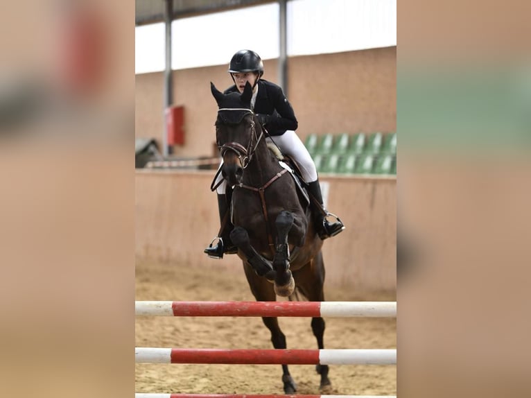 Caballo alemán Yegua 15 años 169 cm Castaño in Lübeck-Wulfsdorf