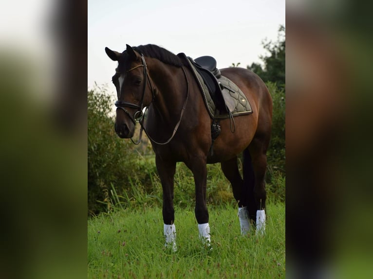 Caballo alemán Yegua 15 años 173 cm Castaño in Wimsheim