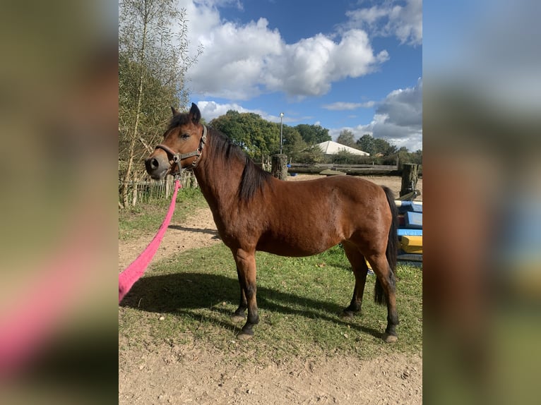 Caballo alemán Mestizo Yegua 16 años 131 cm Castaño in Jesteburg