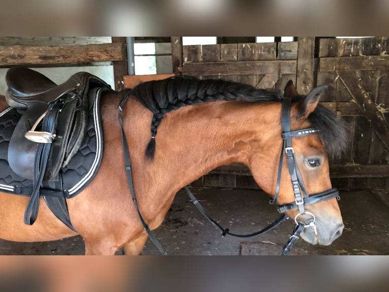 Caballo alemán Mestizo Yegua 16 años 131 cm Castaño in Jesteburg