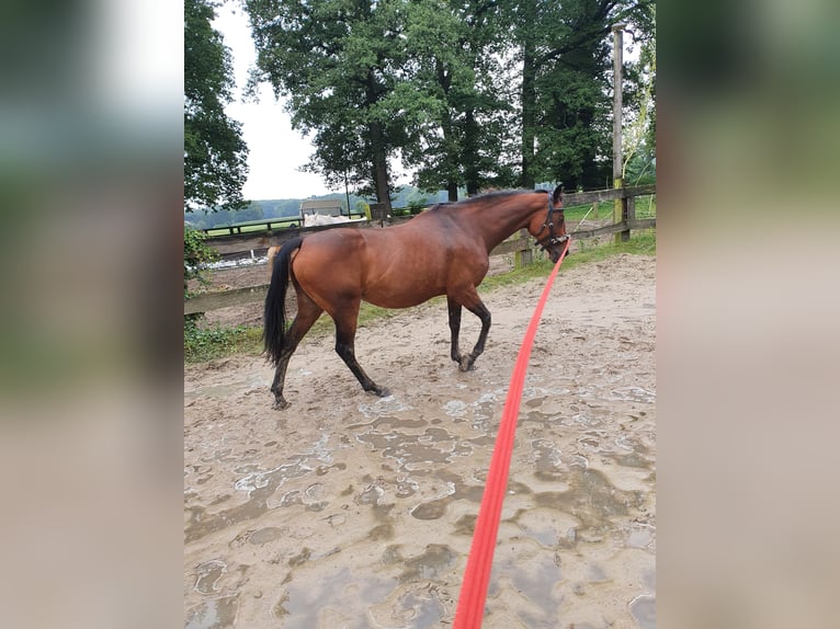 Caballo alemán Mestizo Yegua 16 años 155 cm Castaño in Marl