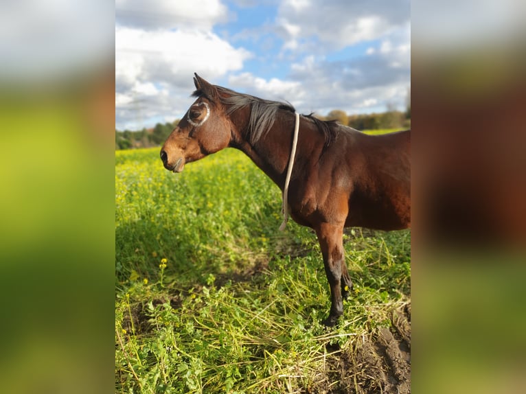 Caballo alemán Mestizo Yegua 16 años 155 cm Castaño in Marl
