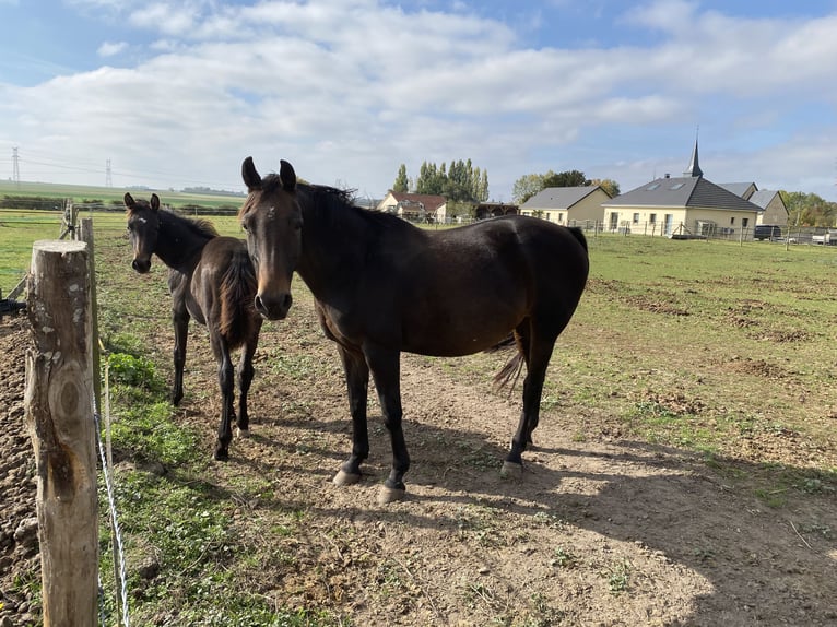 Caballo alemán Yegua 16 años 157 cm Morcillo in Le neubourg