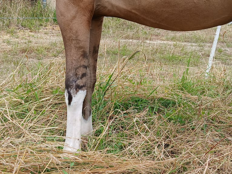 Caballo alemán Yegua 16 años 158 cm Bayo in Beaumont pied-de-boeuf