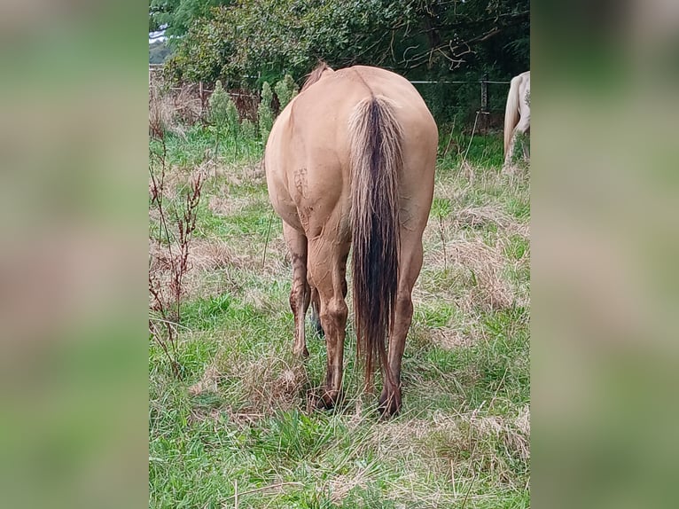 Caballo alemán Yegua 16 años 158 cm Bayo in Beaumont pied-de-boeuf