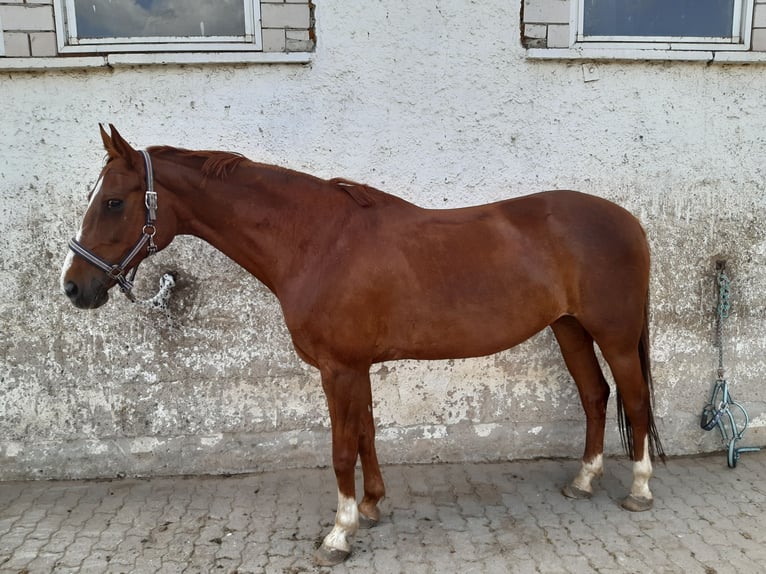 Caballo alemán Yegua 16 años 160 cm Alazán rojizo in Gerwisch