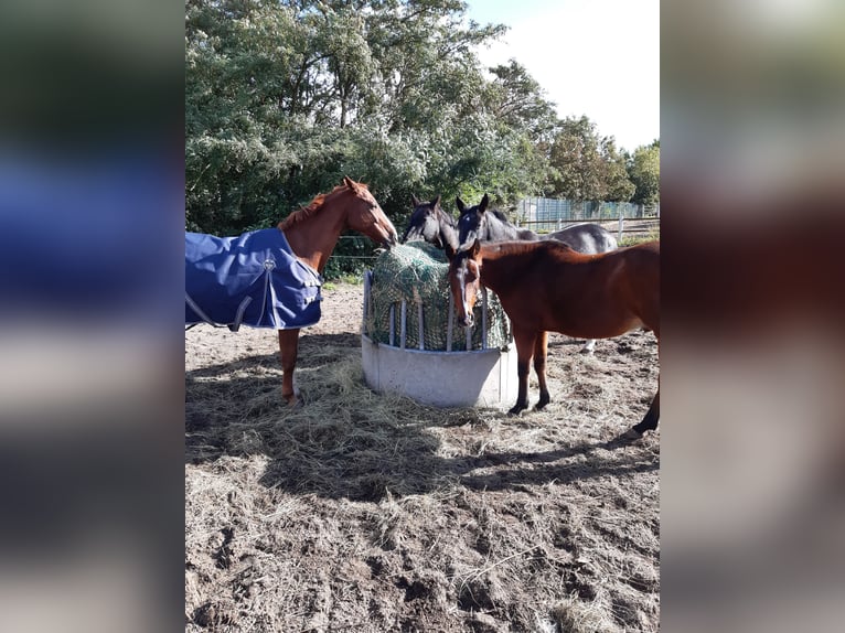 Caballo alemán Yegua 16 años 160 cm Alazán rojizo in Gerwisch