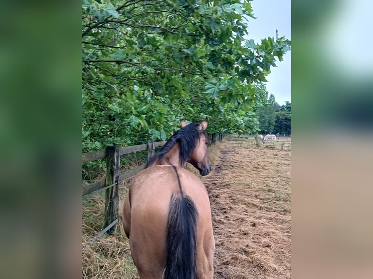 Caballo alemán Yegua 16 años 160 cm Dunalino (Cervuno x Palomino) in Beaumont pied-de-boeuf