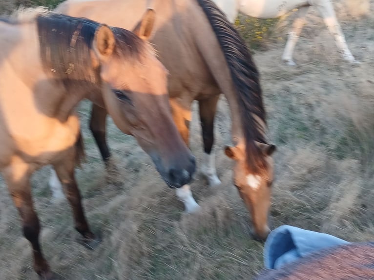 Caballo alemán Yegua 16 años 160 cm Dunalino (Cervuno x Palomino) in Beaumont pied-de-boeuf