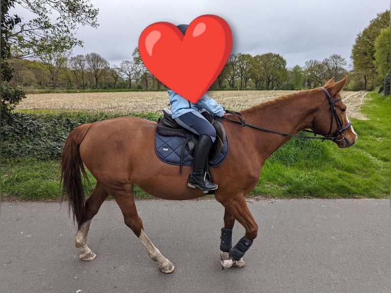 Caballo alemán Yegua 16 años 162 cm Alazán in Gro&#xDF;heide Berumerfehn