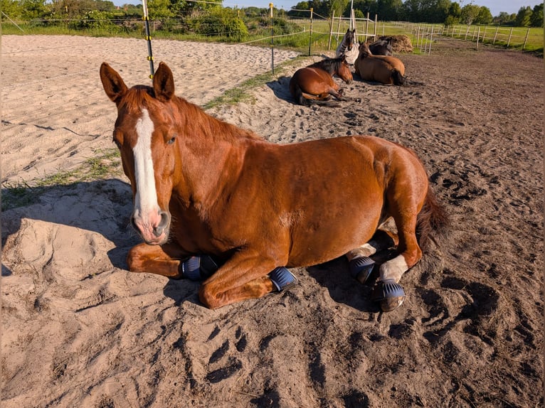 Caballo alemán Yegua 16 años 162 cm Alazán in Gro&#xDF;heide Berumerfehn