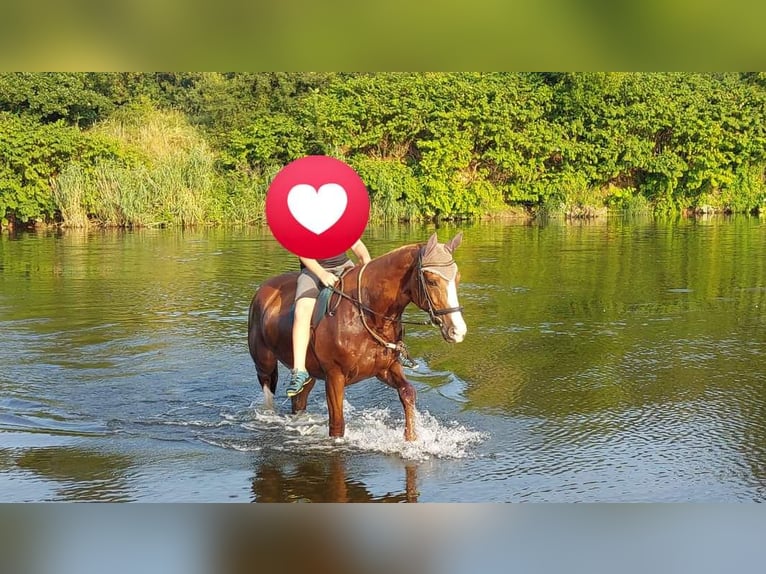 Caballo alemán Yegua 16 años 162 cm Alazán in Gro&#xDF;heide Berumerfehn