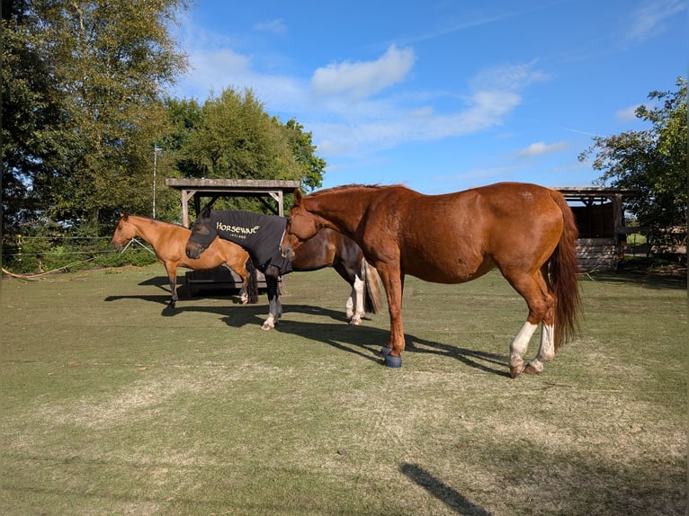 Caballo alemán Yegua 16 años 162 cm Alazán in Gro&#xDF;heide Berumerfehn