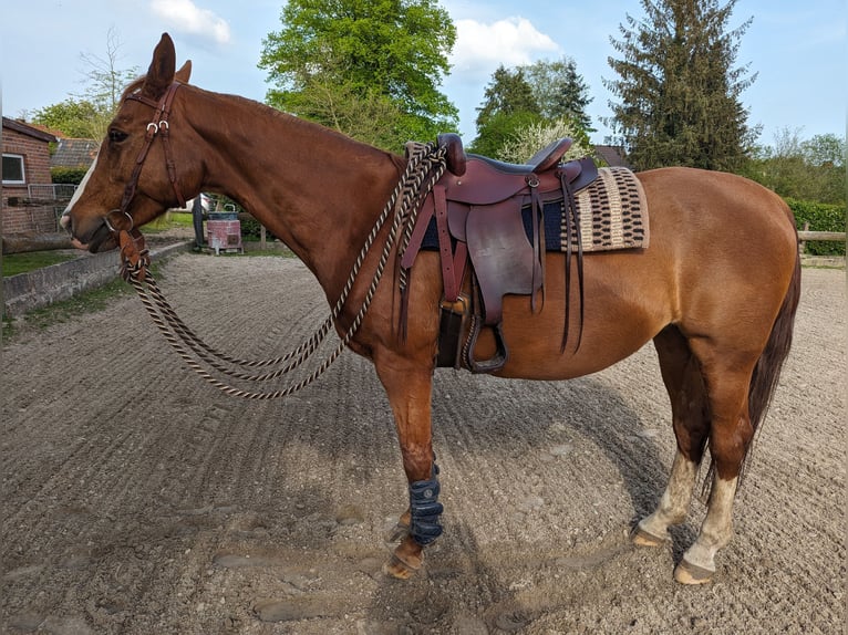 Caballo alemán Yegua 16 años 162 cm Alazán in Gro&#xDF;heide Berumerfehn