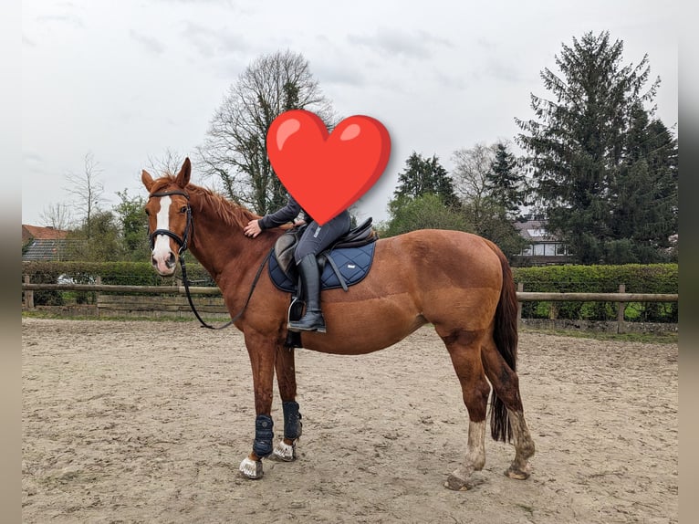 Caballo alemán Yegua 16 años 162 cm Alazán in Gro&#xDF;heide Berumerfehn