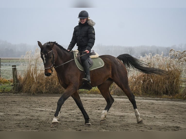 Caballo alemán Yegua 16 años 164 cm Castaño in Ismaning