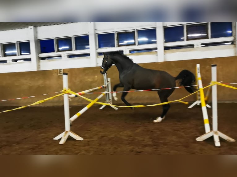 Caballo alemán Yegua 16 años 165 cm Castaño oscuro in Fürstenwalde/Spree