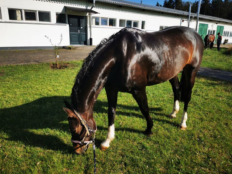 Caballo alemán Yegua 16 años 165 cm Castaño oscuro in Fürstenwalde/Spree