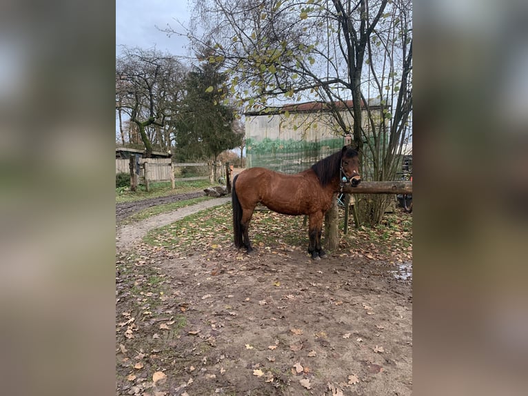 Caballo alemán Mestizo Yegua 17 años 131 cm Castaño in Jesteburg