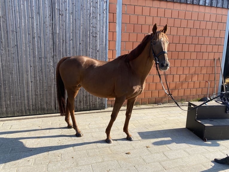 Caballo alemán Yegua 17 años 160 cm Alazán in Essen