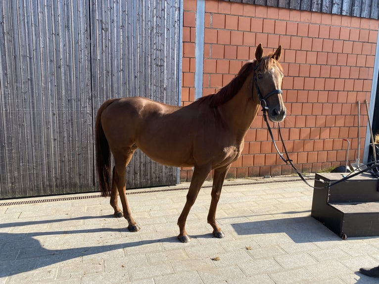 Caballo alemán Yegua 17 años 160 cm Alazán in Essen