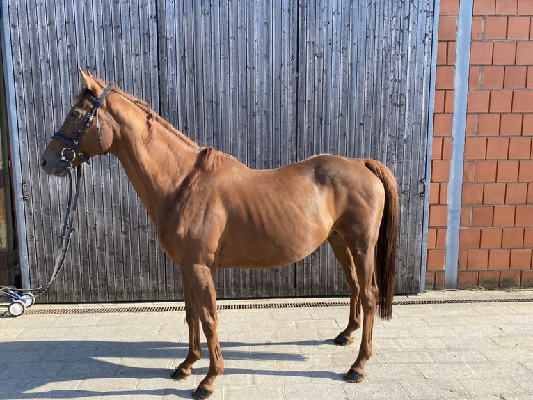 Caballo alemán Yegua 17 años 160 cm Alazán in Essen