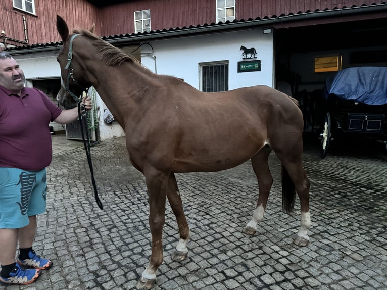 Caballo alemán Yegua 17 años 163 cm Alazán in Gersdorf