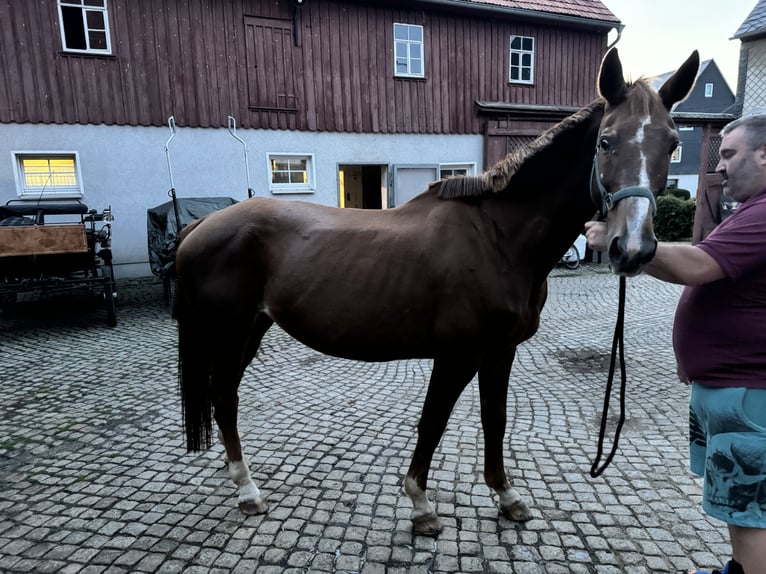 Caballo alemán Yegua 17 años 163 cm Alazán in Gersdorf