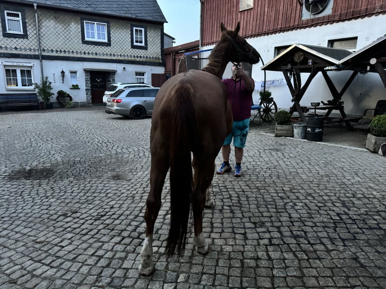 Caballo alemán Yegua 17 años 163 cm Alazán in Gersdorf