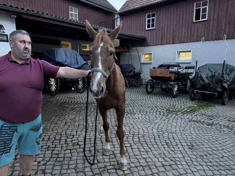 Caballo alemán Yegua 17 años 163 cm Alazán in Gersdorf