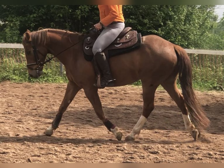 Caballo alemán Yegua 17 años 167 cm Alazán in Mainbernheim