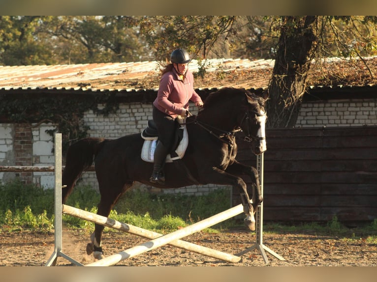 Caballo alemán Yegua 17 años 168 cm Negro in Bernsdorf