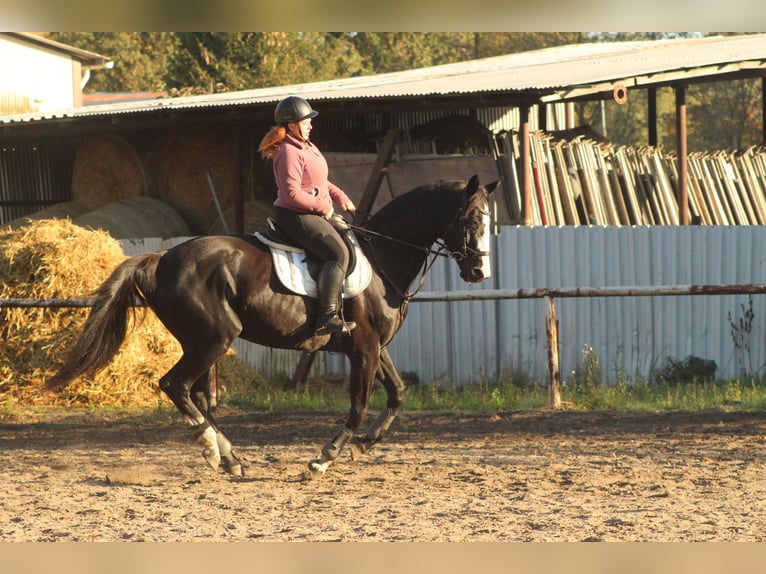 Caballo alemán Yegua 17 años 168 cm Negro in Bernsdorf