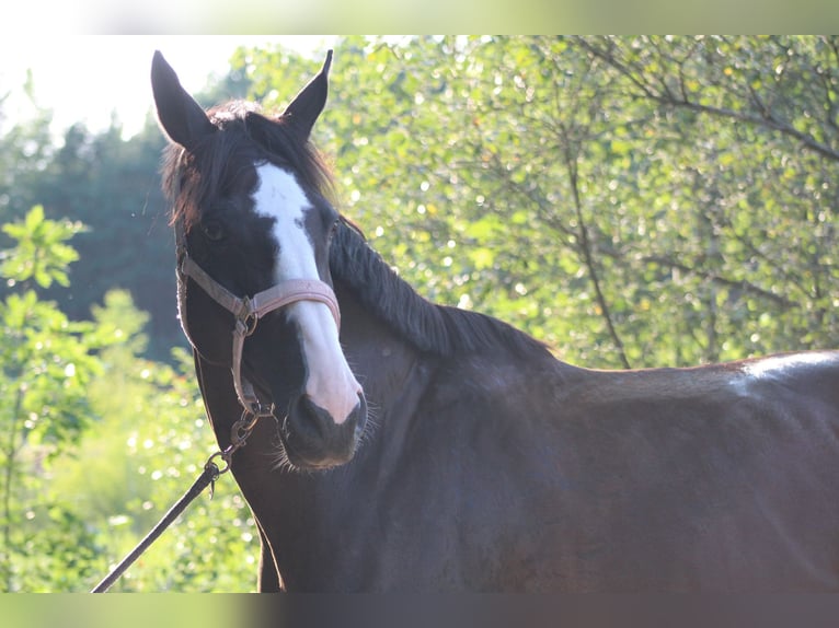 Caballo alemán Yegua 17 años 168 cm Negro in Bernsdorf