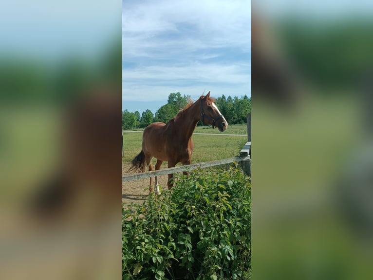 Caballo alemán Yegua 17 años 180 cm Alazán in Salzkotten