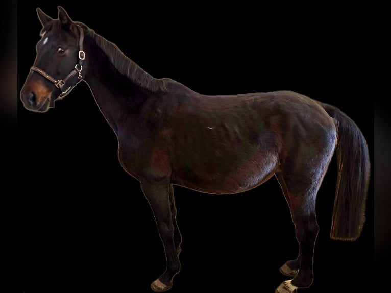 Caballo alemán Yegua 18 años 162 cm Castaño oscuro in Herzberg