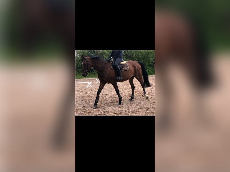 Caballo alemán Yegua 18 años 165 cm Castaño in Heddesheim