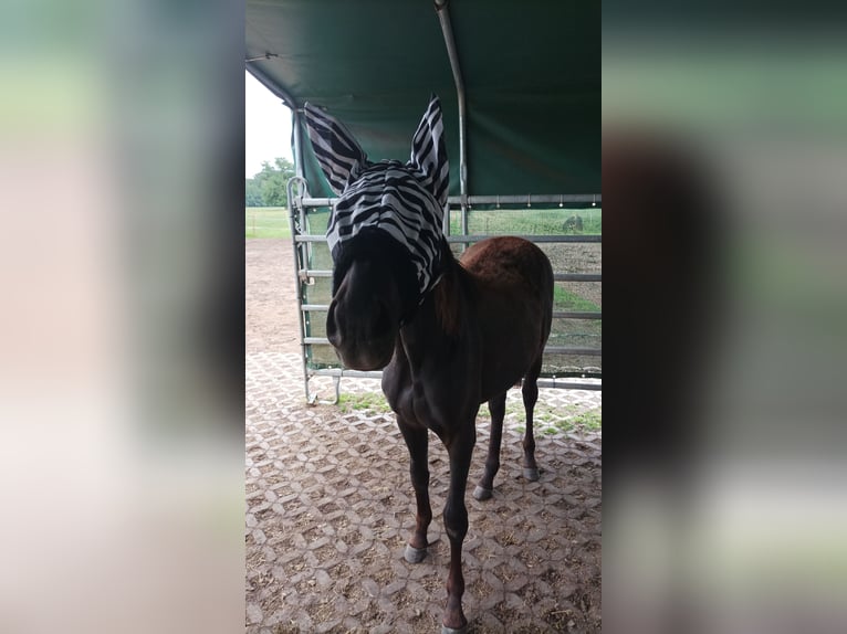 Caballo alemán Yegua 1 año 137 cm Negro in Gro&#xDF; Pankow