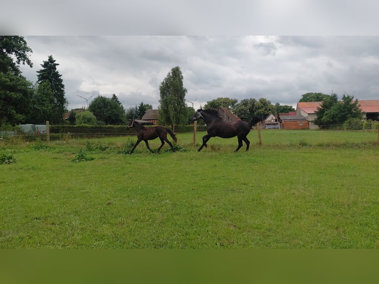 Caballo alemán Yegua 1 año 137 cm Negro in Gro&#xDF; Pankow