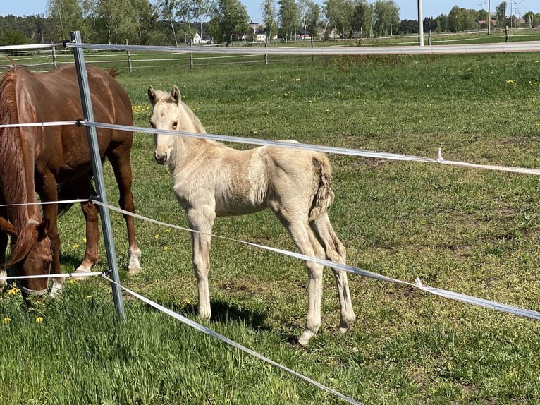 Caballo alemán Yegua 1 año 160 cm Palomino in Buchhain