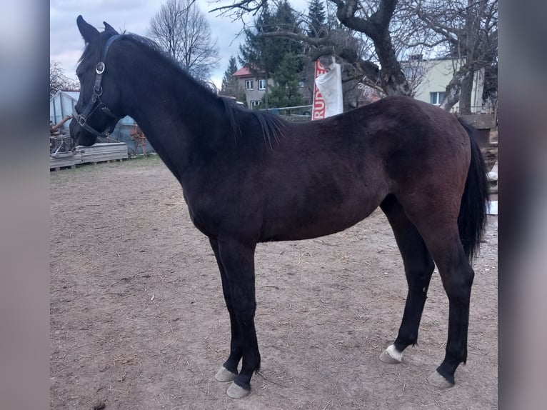 Caballo alemán Yegua 1 año 163 cm Castaño oscuro in Piotrowice