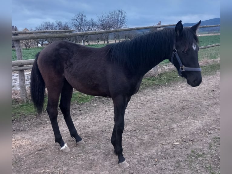 Caballo alemán Yegua 1 año 163 cm Castaño oscuro in Piotrowice
