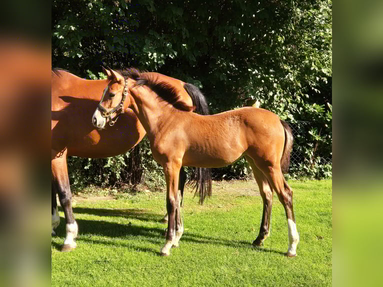 Caballo alemán Yegua 1 año 167 cm in Barnstorf