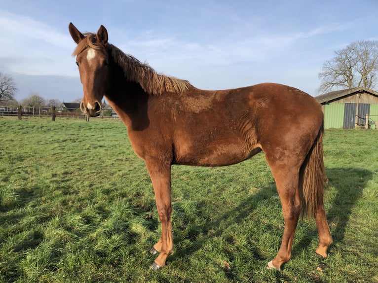 Caballo alemán Yegua 1 año Alazán in Rheine