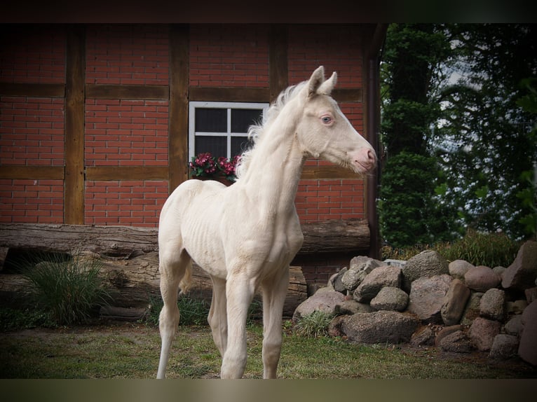 Caballo alemán Yegua 1 año in Löningen